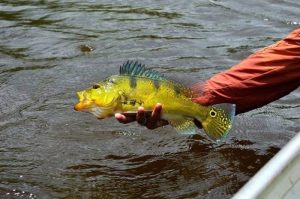 Tucunaré (pescar em Minas)