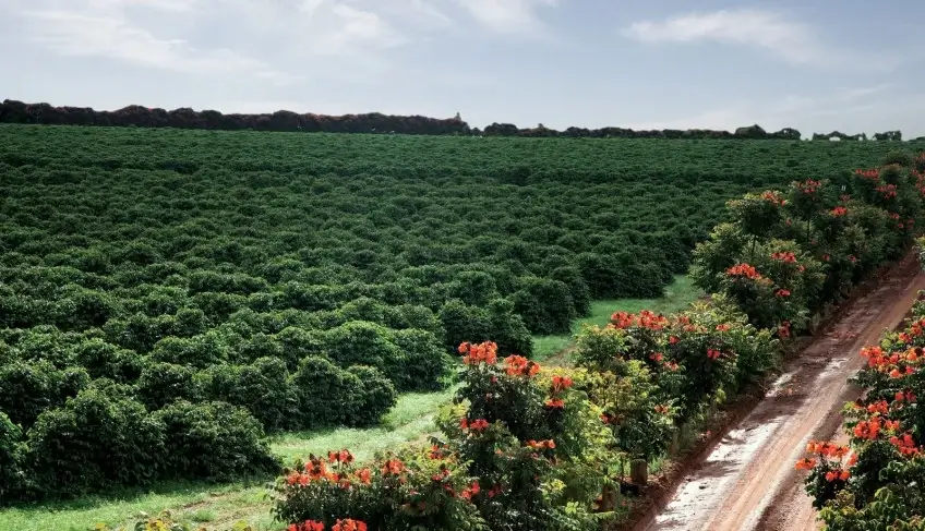 Cafezais dão o tom na Serra do Salitre. Foto: Reprodução/Sebrae