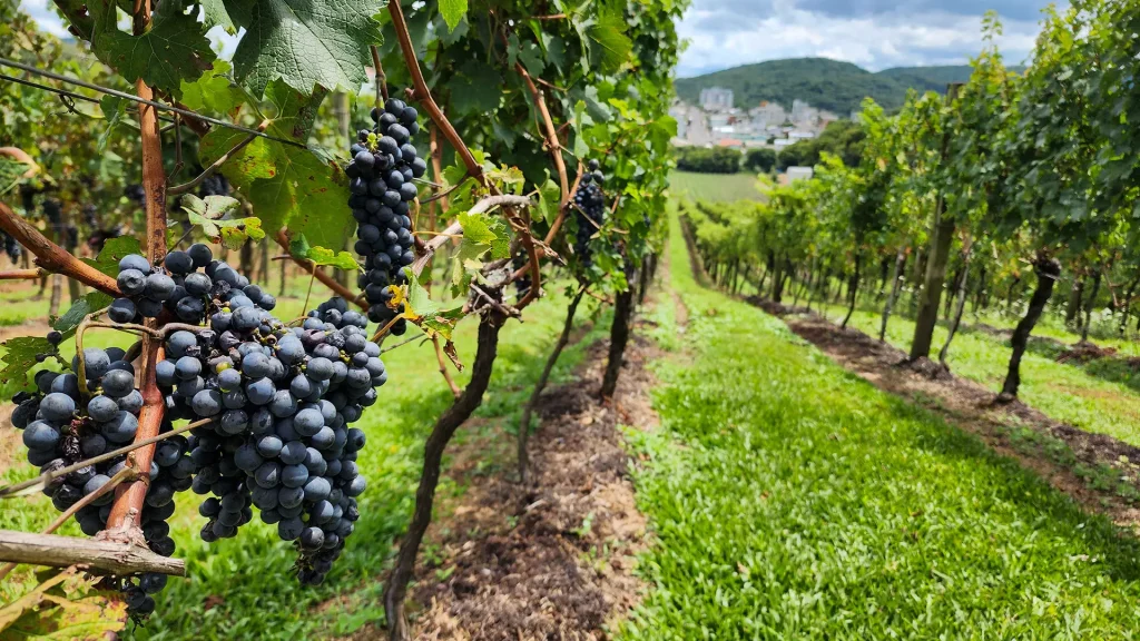 Visitas em vinículas incluem degustação de uvas e vinhos. Foto: Reprodução/Viaje na Viagem